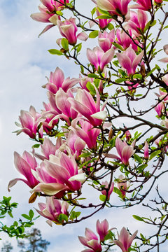 Fototapeta branches of pink magnolia on the sky background