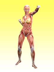 Female muscle anatomy fighting 3D Illustration