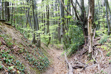 Holzweg zwischen Klufter- und Annaberger Bach im Fr&uuml;hling bei der Laubbildung der Buchen am Rand des Erholungsgebietes Kottenforst in Bonn