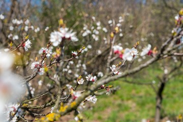 Branch of the apricot tree with white flowers in spring. Shallow DOF. Selective focus