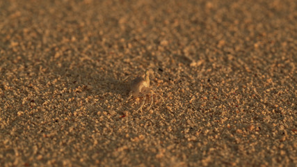 Fototapeta na wymiar hermit crab in a shell hiding on the sand