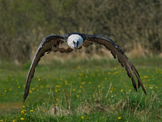 Bearded vulture (Gypaetus barbatus)