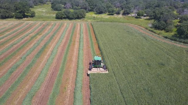 Combine harvester in a green field - Top down Aerial footage