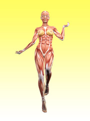 Female muscle anatomy dancing 3D Illustration