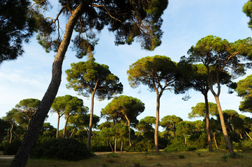 Pinar de la Algaida y marismas de Bonanza, Sanlúcar de Barrameda, Cádiz, España © joserpizarro