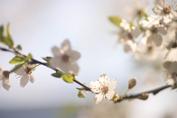 white cherry blossom