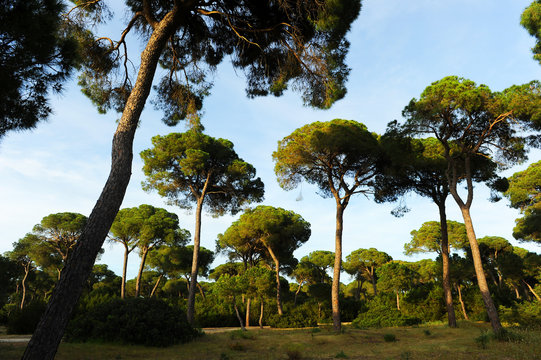Pinar de la Algaida y marismas de Bonanza, Sanl&uacute;car de Barrameda, C&aacute;diz, Espa&ntilde;a