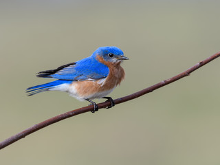 Male Eastern Bluebird Perched on Twig