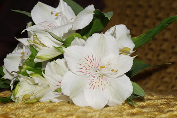 Alstroemeria flowers, peruvian lily, inca lily