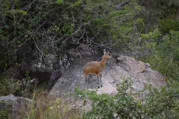 Kruger National Park South-Africa