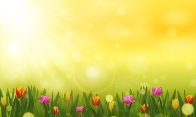 Fototapeta na wymiar Spring or summer background. Sunny day with tulip field. Vector illustration.