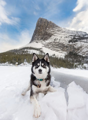 Healthy small husky dog smiles at camera with snowy mountain scape behind. Wearing Collar and tags