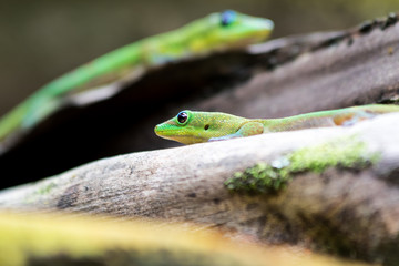 zwei Goldstaub-Taggeckos