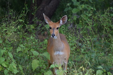 Bush Buck Kruger National Park South-Africa