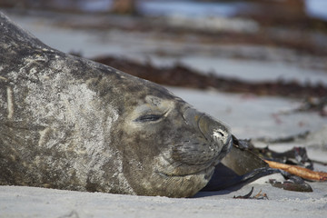 Southern Elephant Seals (Mirounga leonina) sleeping on a sandy beach on Sealion Island in the Falkland Islands.