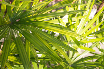 Palm frond macro of saw palmetto leaf