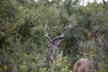 Kudu Kruger National Park South-Africa