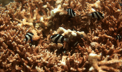 underwater world -school of fish over the reef