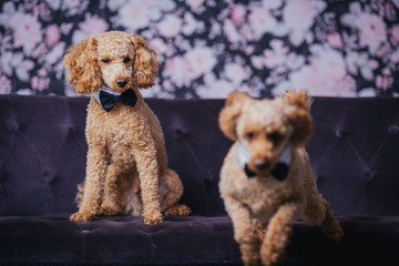 portrait of two brothers poodle