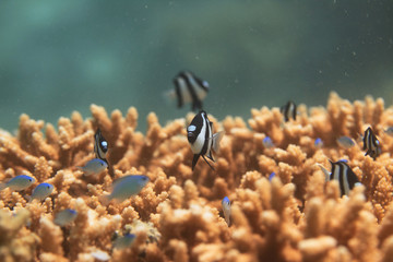 underwater world -school of fish over the reef