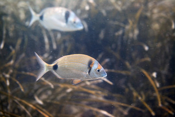 underwater world - two fish in sea grass