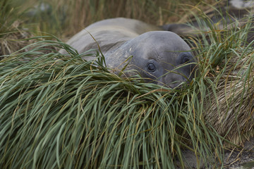 Young Southern Elephant Seal (Mirounga leonina) in the tussock grass above the coast on Sealion Island in the Falkland Islands.