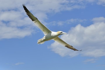 Fous de Bassan, Ïle Bonaventure, Québec, Canada