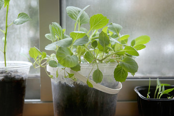 Spring seedlings: cabbages. Vegetable seedlings in pots on windowsill.