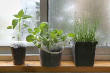 Spring seedlings: pepper, cabbages and leeks. Vegetable seedlings in pots on windowsill.