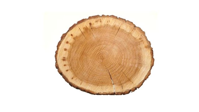 Rotating cross section of tree stump, isolated on white background.