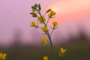 Fototapeta premium mustard flower in sunrise background