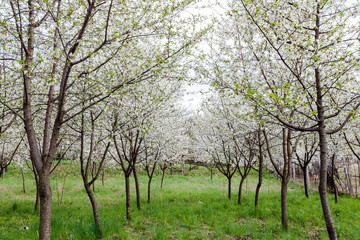 Blossom cherry trees with white flowers in spring.