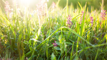 Spring nature background with green grass and flowers