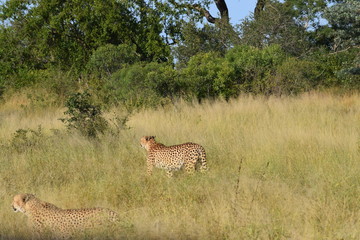 Cheetah Kruger National Park South-Africa