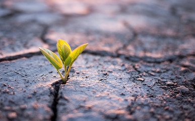 Green plant sprout in desert