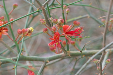 wild crimson flowers on thorny bush without leaves 