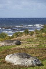 Southern Elephant Seal (Mirounga leonina) in the tussock grass above the coast on Sealion Island in the Falkland Islands.