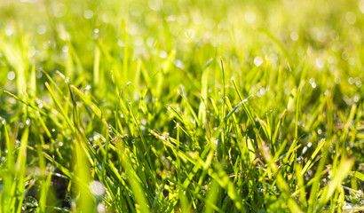 Spring nature background with green grass