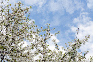 White cherry flowers on a sunny day, with clear view of the sky.  