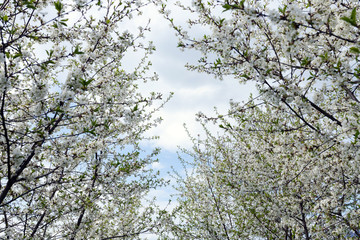 Blossom cherry trees with white flowers in spring.