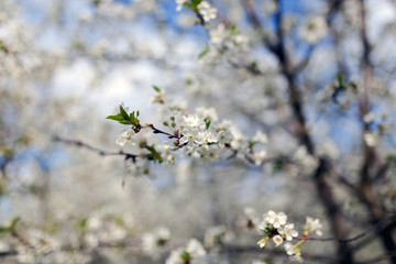 White cherry flowers, close-up view with a small depth of field. 