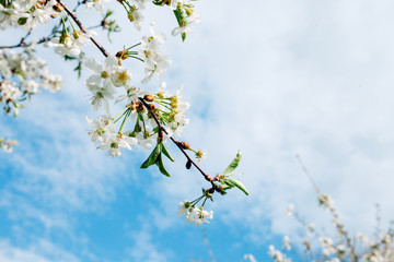 White cherry flowers, close-up view with a small depth of field. 