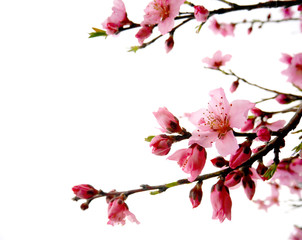 Pink peach blossoms isolated