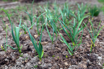 Green garlic growing in the garden.