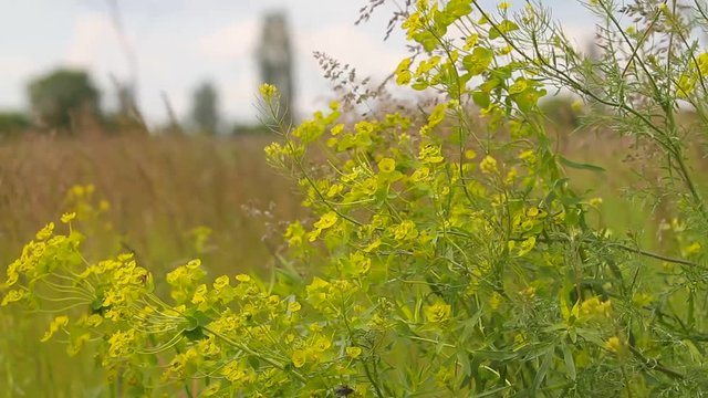 Weeds with yellow flowers stagger in the wind. / Gusts of wind shaking the grass with yellow flowers. The background is out of focus.  Video without sound.