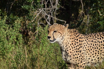 Cheetah Kruger National Park South-Africa