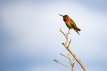 Hummingbird