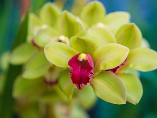 Fototapeta na wymiar Closeup of Cymbidium Orchid Flower