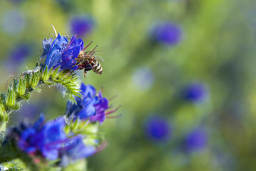 Bee pollinating flower