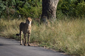 Cheetah Kruger National Park South-Africa